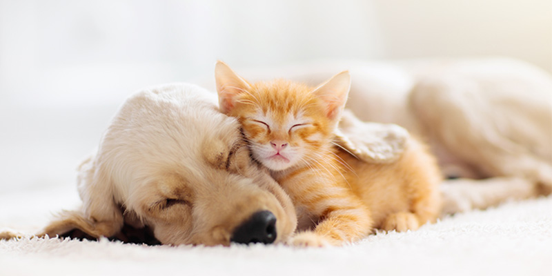 Pet-Inclusive Housing Reaps More Revenue and Rewards